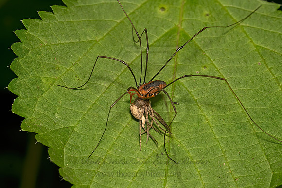 Leiobunum vittatum  HARVESTMAN 9080505z