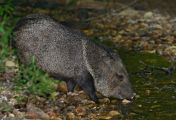 Tayassu angulatus  JAVELINA 6023451z