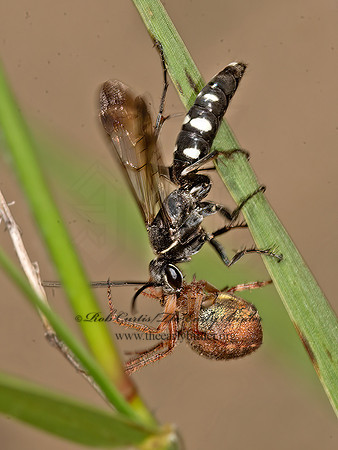 Episyron quinquenotatus  POMPILINI SPIDER WASP 9047651z
