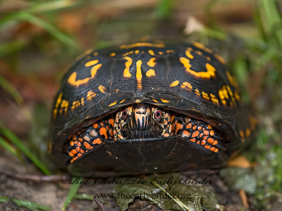 Terrapene carolina  EASTERN BOX TURTLE 9053170z
