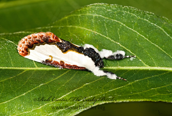 Eudryas unio PEARLY-WOOD NYMPH 8008112z