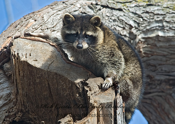 Procyon lotor  RACCOON 5017779 z
