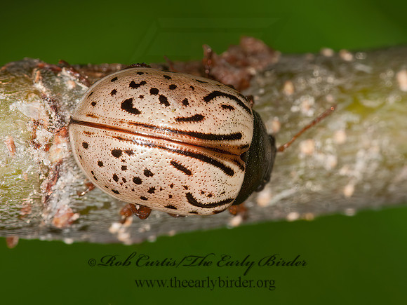 Calligrapha philadelphica  DOGWOOD CALLIGRAPHA 3013627z