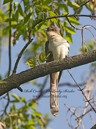 Coccyzus erythropthalmus BLACK-BILLED CUCKOO 9093987z