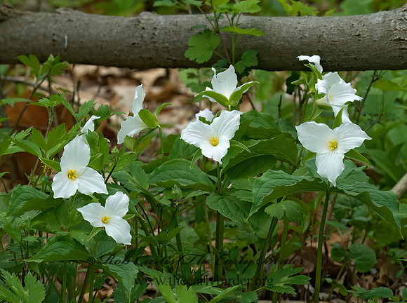 Trillium grandifolium  WHITE TRILLIUM 7016326z