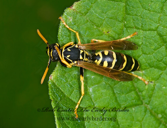 Polistes dominulus  EUROPEAN PAPER WASP 6009154z