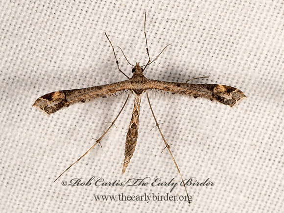 Anstenoptilia marmarodactyla  SAGE PLUME MOTH 3038140z