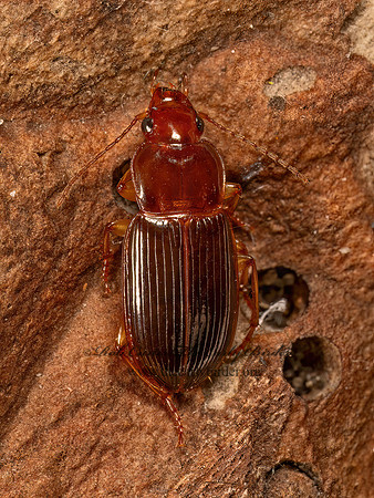 Trichotichnus autumnalis  HARPALINI GROUND BEETLE 9080963z