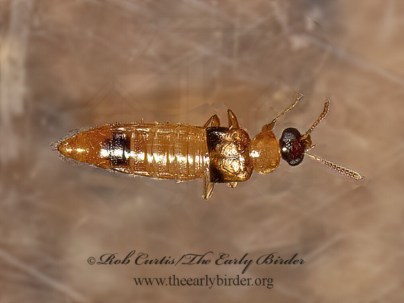 Phanerota fasciata  ALEOCHARINAE ROVE BEETLE 9081029z