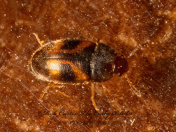 Mycetophagus didesmus  HAIRY FUNGUS BEETLES 9081369z