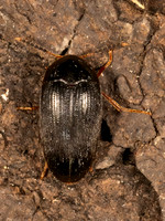 Eustrophopsis bicolor POLYPORE FUNGUS BEETLE 9079946z