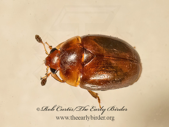 Pallodes pallidus  SAP-FEEDING BEETLE 9081335z