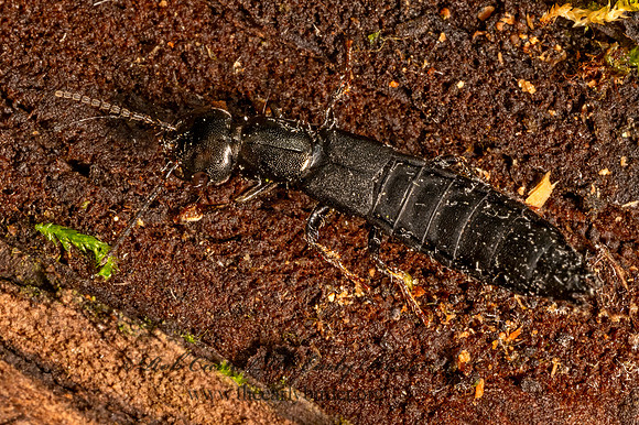 Tasgius  STAPHYLINI ROVE BEETLE 9080468z