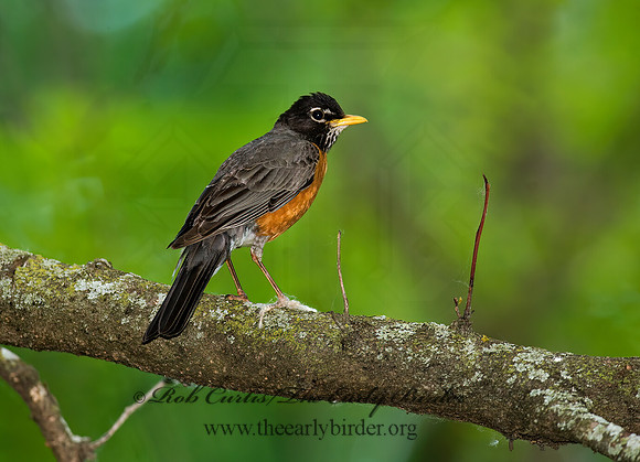 Turdus migratorius  AMERICAN ROBIN 8014175z