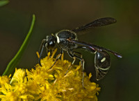Eumenes fraternus 5000993z