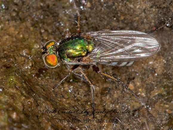 Dolichopus xanthocnemus, albiciliatus or setifer 9003370 z