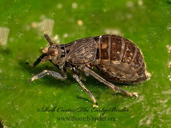 Pissonotus tumidus  DELPHACID PLANTHOPPER 9080402z