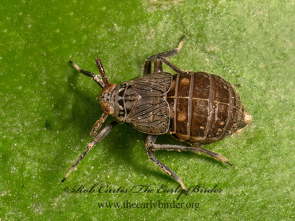 Pissonotus tumidus  DELPHACID PLANTHOPPER 9080397z