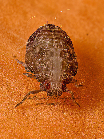 Derbidae  DERBID PLANTHOPPER 9080901z