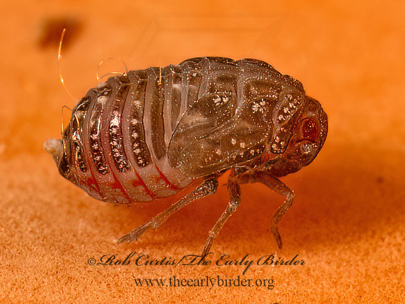 Derbidae  DERBID PLANTHOPPER 9080898z