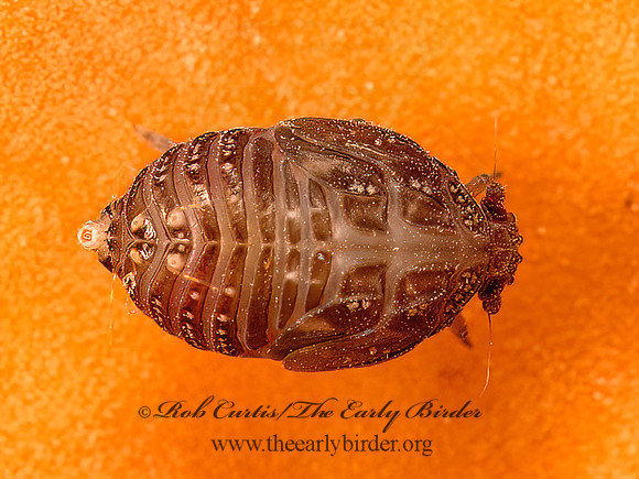 Derbidae  DERBID PLANTHOPPER 9080907z