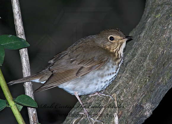 Catharus ustulatus  SWAINSON'S THRUSH 5007365z