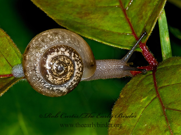 Polygyridae POLYGYRID SNAIL 6013137z