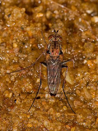 Tachytrechus vorax  LONGLEGGED FLY ~ 8017683z