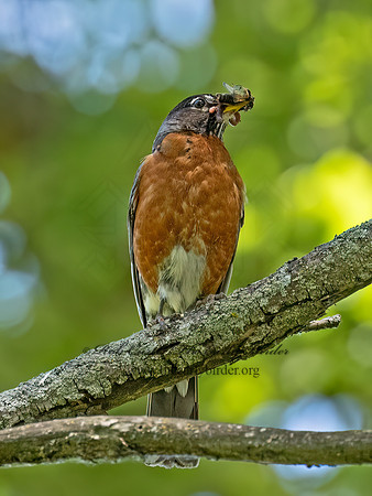 Turdus migratorius AMERICAN ROBIN 3043720z