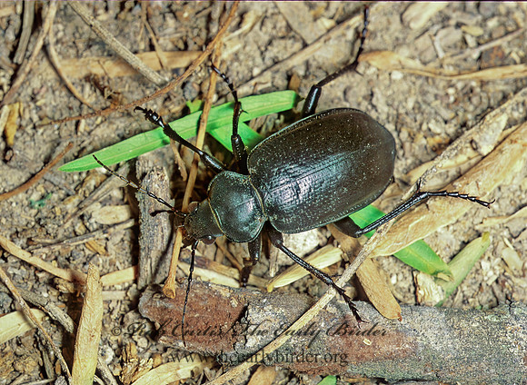 Callisthenes affinis   SEARCHER GROUND BEETLE 70908z
