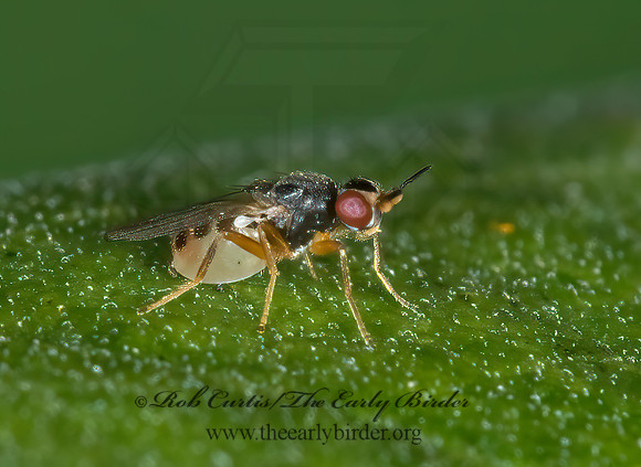 Elachiptera 6015761z