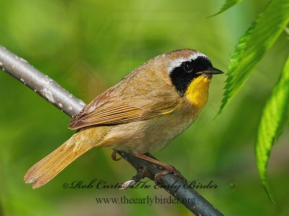 Geothylpis trichas  COMMON YELLOWTHROAT 3008056z