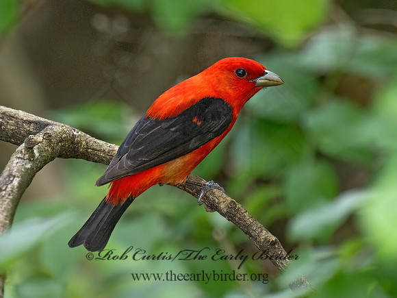 Piranga olivacea SCARLET TANAGER 9087611z