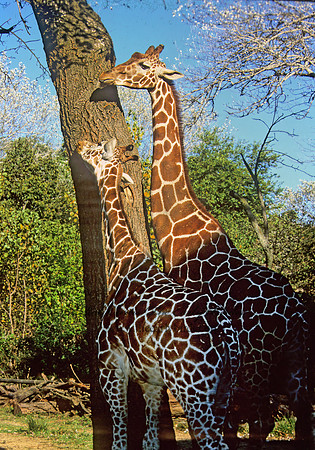 Giraffa camelopardalis rothschildii  ROTHCHILD'S GIRAFFE 293924z
