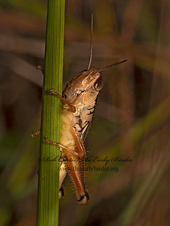 Melanoplus bispinosus 2-SPINED SPUR-THROATED GRASSHOPPER 9082734z