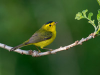 Cardellina pusilla WILSON'S WARBLER 9039021z