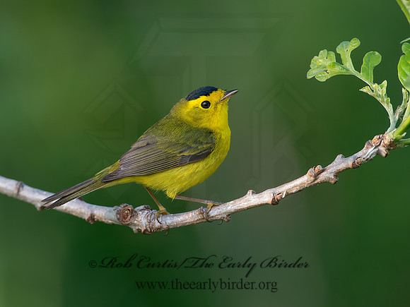 Cardellina pusilla  WILSON'S WARBLER 9039021z