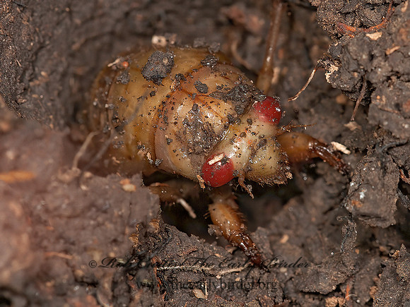 Magicicada septendecim  17-YEAR CICADA 3016142z