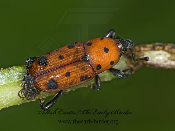 Rhodobaenius tredecempunctatus 6008752z