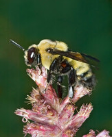 Bombus auricomus BLACK & GOLD BUMBLEBEE 5000155 z