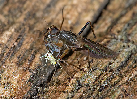 Tachypeza  HYBOTID DANCE FLY 6016413z