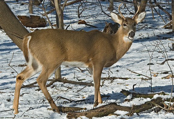 Odocoileus virginianus  WHITE-TAILED DEER  5017726z