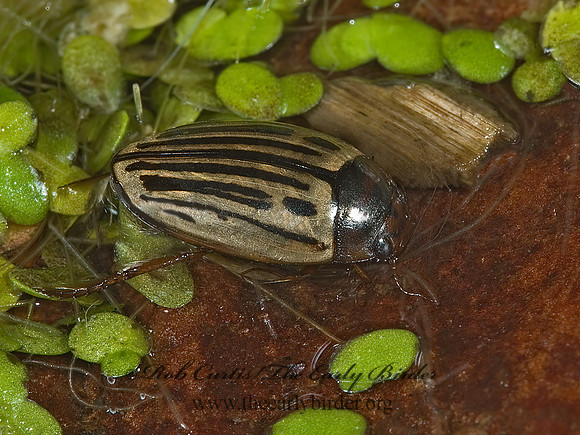 Agabus disentegratus  AGABINI DIVING BEETLE 5003058 z