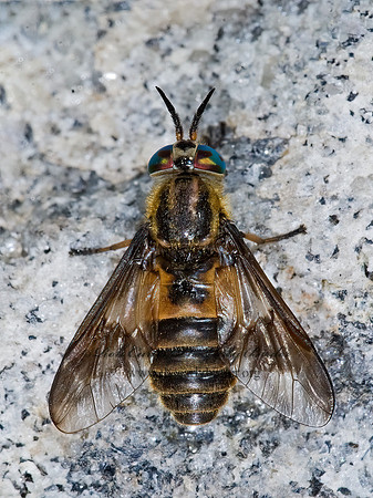 Chrysops frigidus  DEER FLY 7011014z