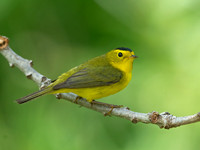 Cardellina pusilla WILSON'S WARBLER 9039098z