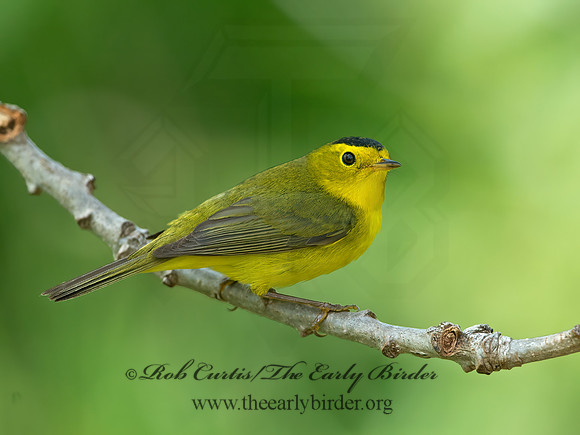 Cardellina pusilla  WILSON'S WARBLER 9039098z