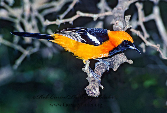 Icterus cucullatus  HOODED ORIOLE 90932z