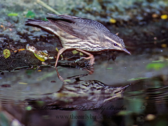 Parkesia noveboracensis  NORTHERN WATERTHRUSH 89908z