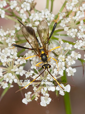 Acroricnus stylator aequatus 3010103z