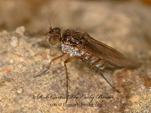 Pelastoneurus vagans  LONGLEGGED FLY  1304853z